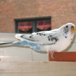 Fio
