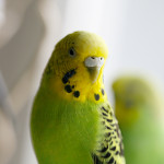 Susi