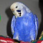 Sweety