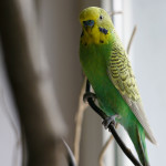 Mandred