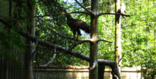 Tierpark Hexentanzplatz