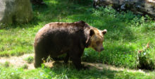 Tierpark Hexentanzplatz