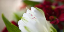 Blumenstrauss zum Valentinstag 7